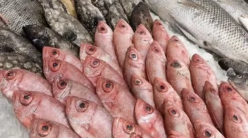 أسعار السمك في سوق العبور تستمر في الاستقرار وسط ثبات العرض والطلب 1